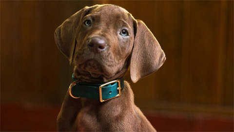 Scooby-Doo Origins: Netflix Series Wraps Filming, New Adorable Photo of Scooby-Doo Revealed